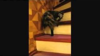 Il gatto ballerino, un giro di valzer sulle scale: ma senza mai mollare la coda