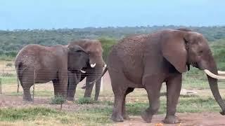 HERD Elephant Orphanage South Africa is live