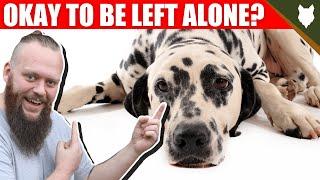 Can DALMATIANS be left alone?