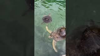 Behind the Scenes: The Hidden Harbor Motel's Role in Turtle Care! (Marathon, FL)