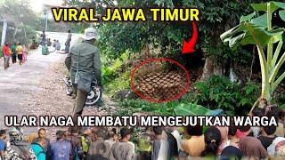 Viral  Ditemukan ular naga membatu ratusan tahun di pegunungan yang menggemparkan warga