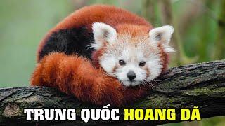 Động Vật Hoang Dã Vùng Tây Nam Trung Quốc | Khám Phá Thế Giới Động Vật Hoang Dã