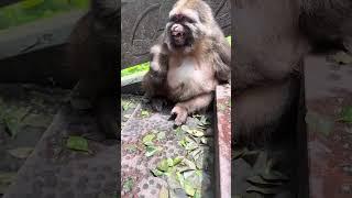 Cute XingXing smiled! #cuteanimal #cute #cutemonkey #babymonkey #shorts #animals #monkey