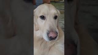 이뻐도 너무 이쁜 골든리트리버 6마리 평상시일상 #짱아네가족 #3대가사는집 #goldenretriever