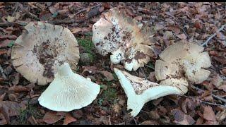 Lactarius vellereus -  Lactario aterciopelado -  Fleecy Milkcap