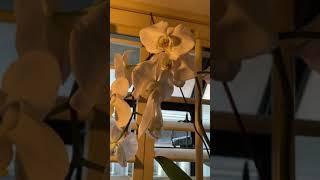 Love your orchid videos