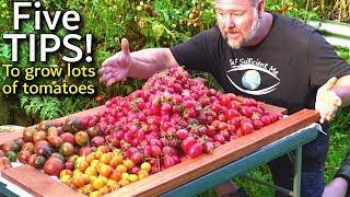 5 TIPS How to Grow a TON of TOMATOES in One Long Raised Garden Bed Trellis