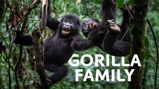 Mountain Gorillas From Life To Death | Wildlife Documentary