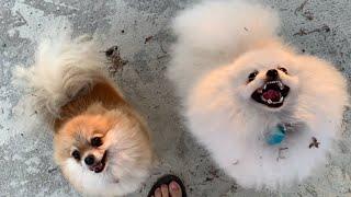 Two Pomeranian spitz jumping at me