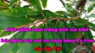 bón phân mai vàng nút nụ nhỏ - bón phân này nút nụ căng bóng To tròn