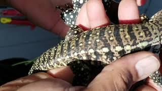 Unboxing Rose City Reptiles #Tegus