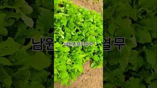춘향이열무 심으면 좋아요~~ #농사 #garden #자연농원 #주말농사 #gardening #귀촌생활 ##산골 #산나물 #plants #텃밭