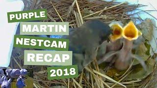 Purple Martin NestCam 2018 Season Recap