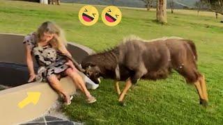 Best Funny Videos compilation - Fail And Pranks TRY NOT TO LAUGH #13