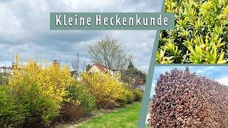 Heckenvielfalt für den Garten | MDR Garten