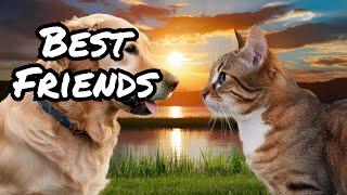 Best Friends in Nature Cats & Dogs in Stunning Scenery - Pawsitive Personals