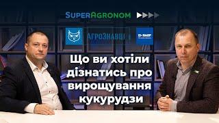 Кукурудза: правильне визначення фази розвитку для гербіцидних обробок, контроль шкідників / СА