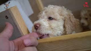    We Are Seven Weeks Old     4K  Lagotto Romagnolo   Canis Dulcis Aneta i Waldemar Tomczyk