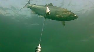 Underwater COHO Bites: Jeff Head and Meadow Point KAYAK FISHING