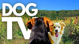 GoPro DogTV | 10hrs of Relaxing Virtual Dog Walks Through Scenic Valleys ️ Dog POV