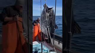 Monster, giant, big Tuna #fishing #short #shorts