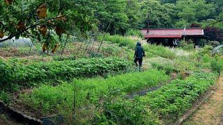 장마와 함께 시작된 여름맞이 산골일상~!!