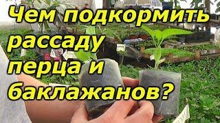 Перец и баклажаны - важная подкормка рассады!