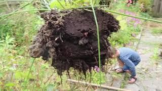 Cuộc sống Hà Lan, dọn vườn nhà mới dọn chơi hiệu quả thật vợ việt chồng tây