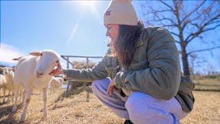 Checking up on the farm (& Choosing Sustainability) | VLOG