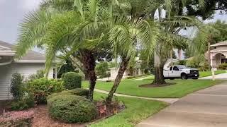 Reclinata-Robellini Hybrid/The Tree Planters, Planting and Guaranteeing Trees and Palms for 50 Years