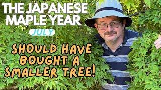 Japanese Maples: Fabulous Acers for SMALL spaces