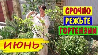 ИЮНЬ - срочно обрезайте ГОРТЕНЗИИ для БОЛЬШИХ ШАПОК ЦВЕТОВ!