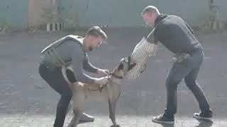 Training & Obedience BELGIAN MALINOIS Tactical-K9-Family