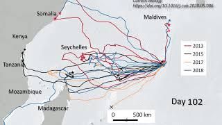 Sea Turtle Travel Routes