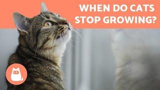 When is a CAT an ADULT and when do they STOP GROWING?