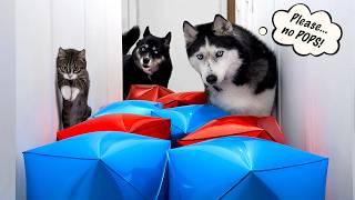 Первое испытание котенка... С хаски в качестве тренеров!