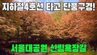 서울대공원 산림욕장길 7km 트레킹! 지하철 4호선 타고 단풍구경 | 트레킹 코스 추천 | 서울 산림욕 코스 | 대중교통 당일치기 여행 | SEOUL Trekking