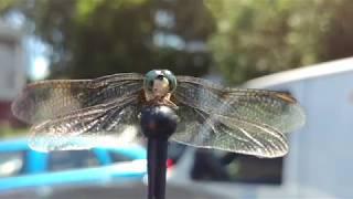 JW BURRELL INVENTED iPHONE GETS 4K UHD VIDEO OF DRAGONFLY INCHES AWAY ON CAR ANTENNA IN MANUAL MODE