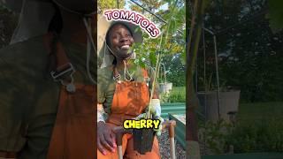 Planting Cherry Tomatoes #plantingtime #cherrytomatoes #growingfood #gardeningtips #organicfood