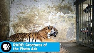 RARE: CREATURES OF THE PHOTO ARK | Next on Episode 2 | PBS