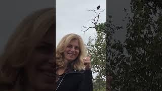 African Fish Eagle at Letaba camp in the Kruger national park