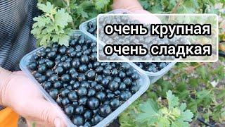 Очень крупная и сладкая золотистая смородина