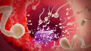 Conception explained