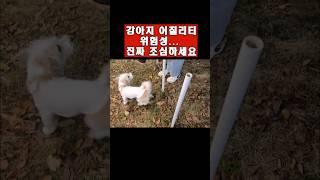 어질리티의 위험성.. 정말 큰일납니다.. #강아지 #훈련 #계란