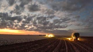 The Wildest Harvest In West Texas