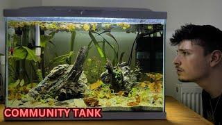 Dwarf Cichlid Community - Tank Setup