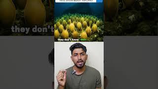 Scientists Discover Mysterious Eggs Under Ocean Volcano Before Eid | Tamil Explained!