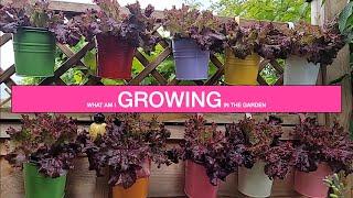 PINAY UK LIFE : MAY 2022 Garden Tour / What Am I Growing in the Garden