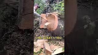 톱으로 그루터기를 실용성있게 만드는 과정