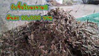 ที่นี้ รับซื้อใบมะขาม ตันละ 20,000 บาท และสมุนไพรหลากหลายชนิดหลังบ้านท่านที่ท่านอาจไม่รู้ว่าขายได้